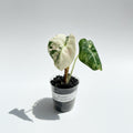 Alocasia Black Velvet Pink Variegata