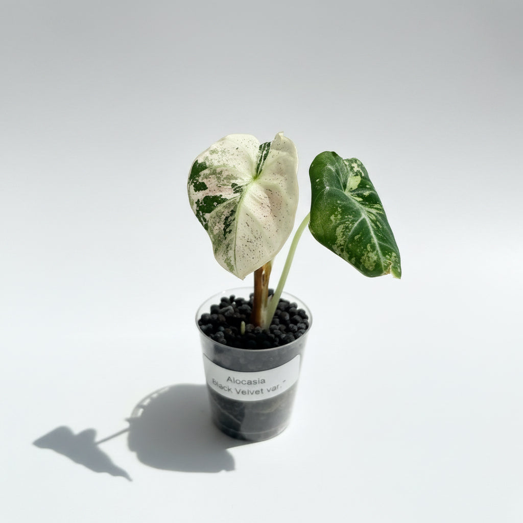 Alocasia Black Velvet Pink Variegata