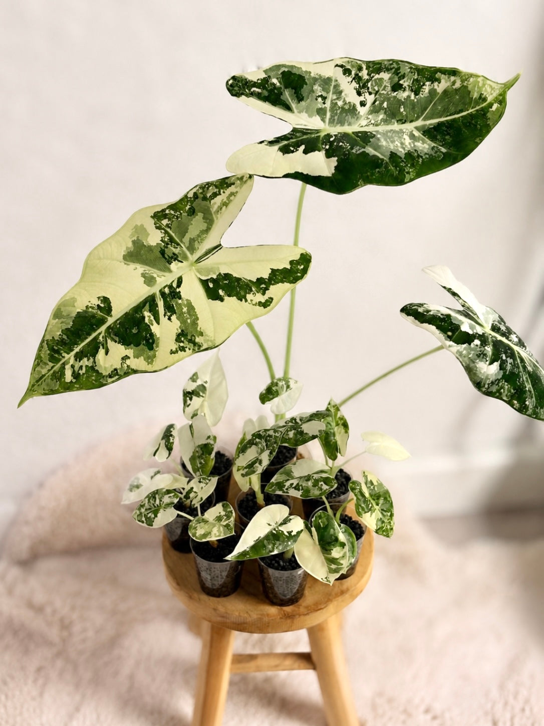 Alocasia Frydek Variegata