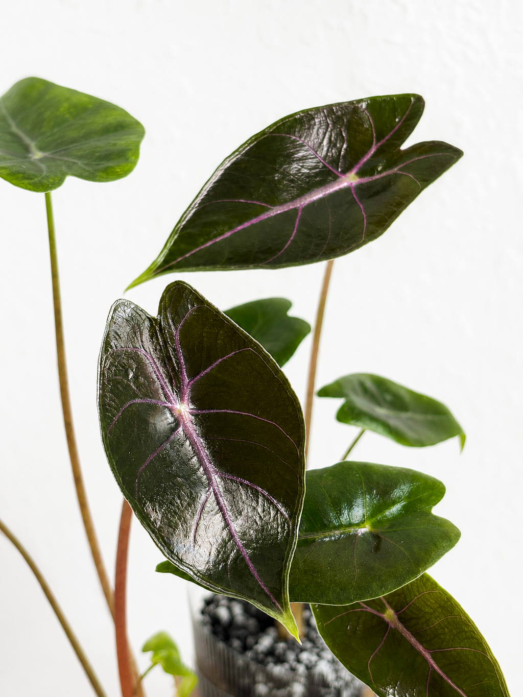 Alocasia Suhirmaniana Purple Vein