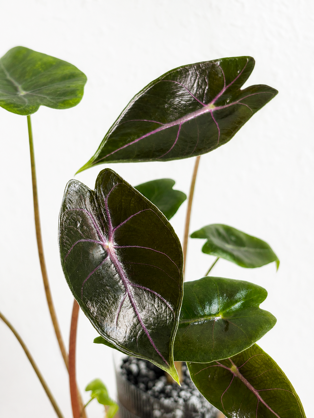 Alocasia Suhirmaniana Purple Vein
