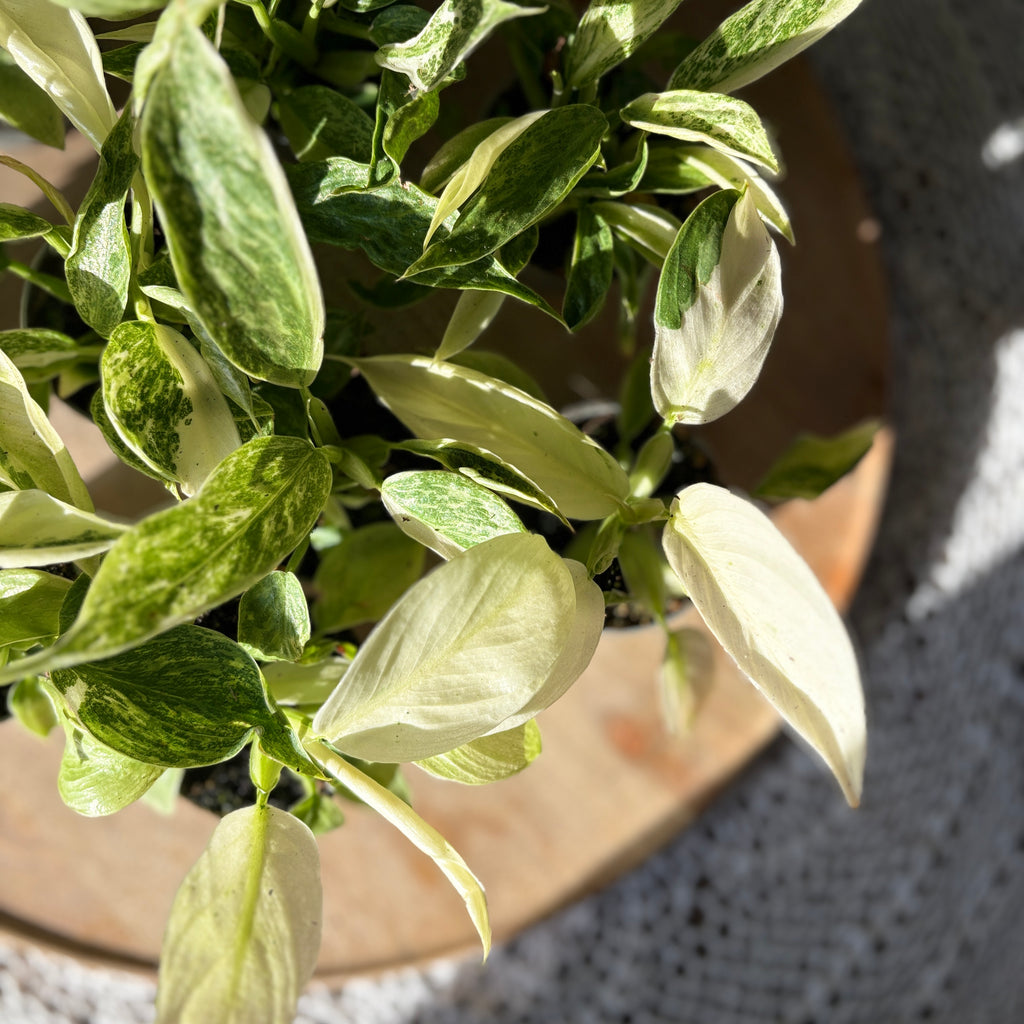 Philodendron Jose Buono