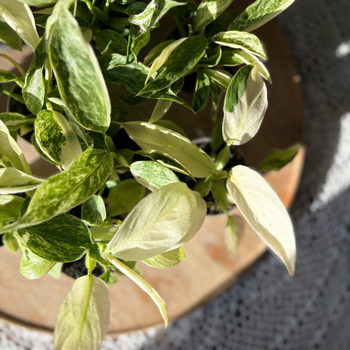 Philodendron Jose Buono