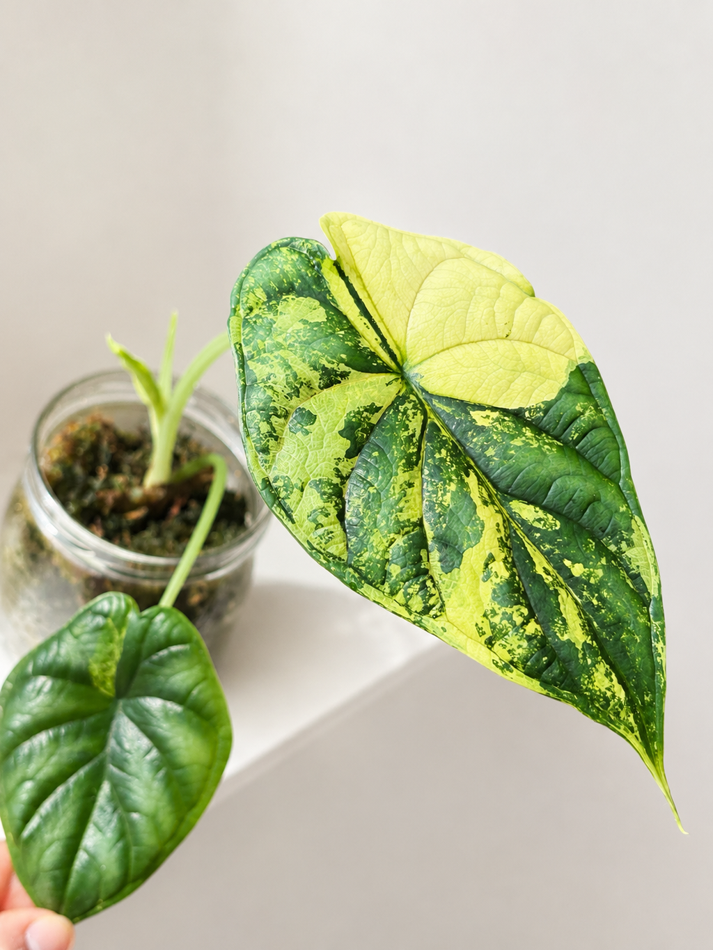 Alocasia Dragon Scale albo variegata (sad plant)