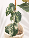 Scindapsus Jade Satin Variegata (Steckling)