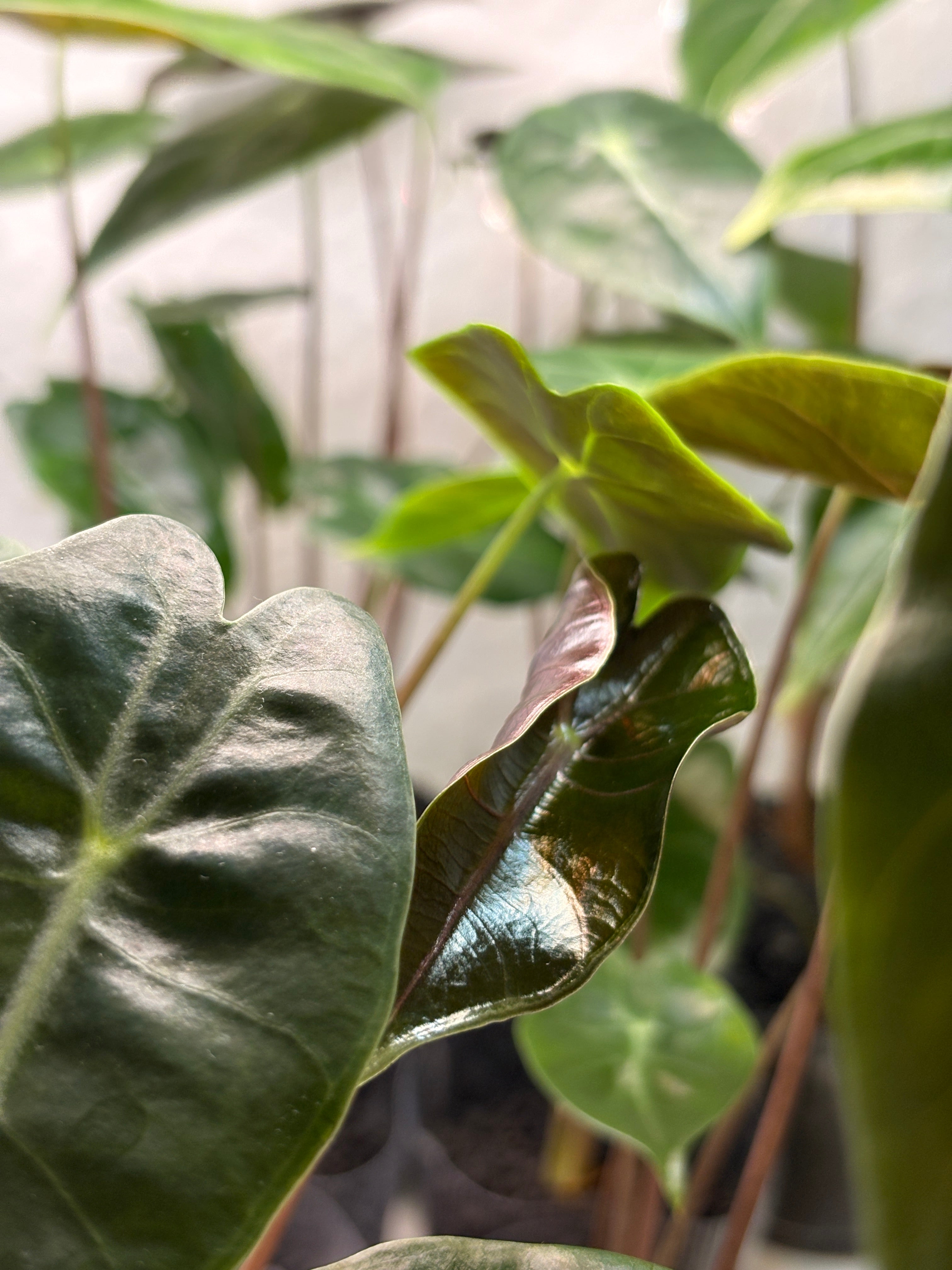 Alocasia Suhirmaniana Purple Vein