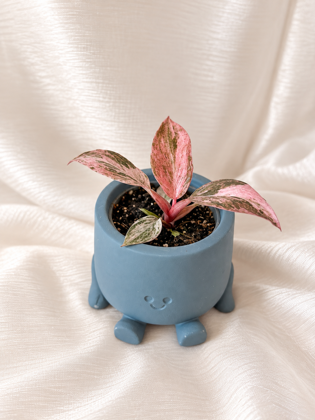 Philodendron Fire Phoenix