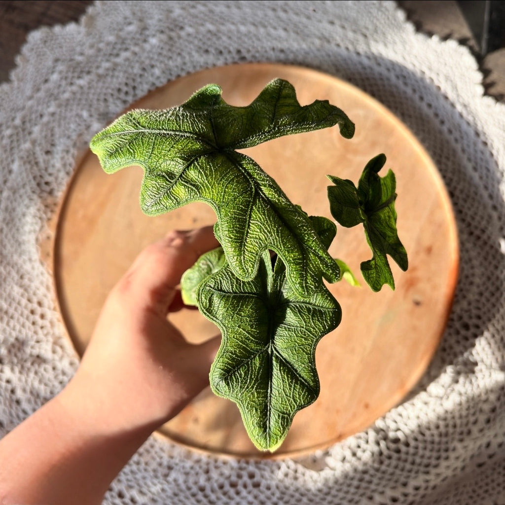 Alocasia Jacklyn