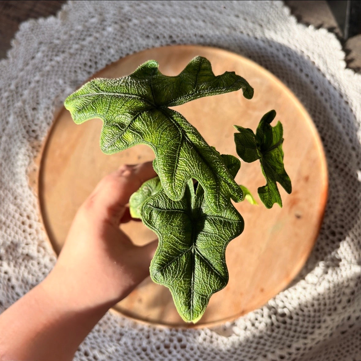 Alocasia Jacklyn