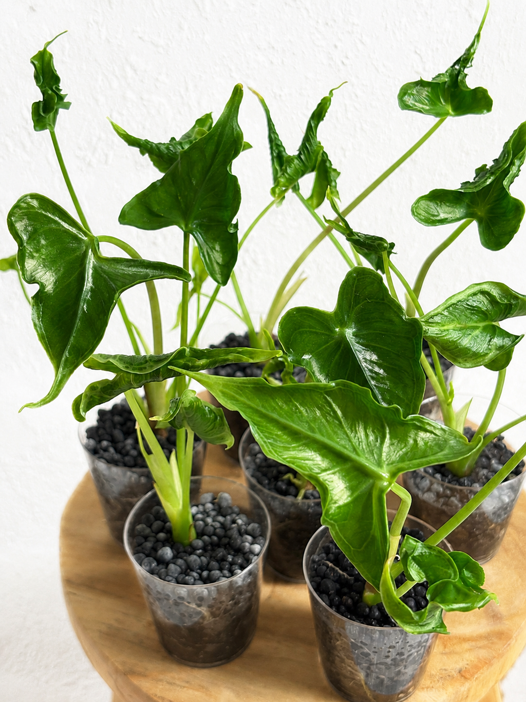 Alocasia Teletubbies