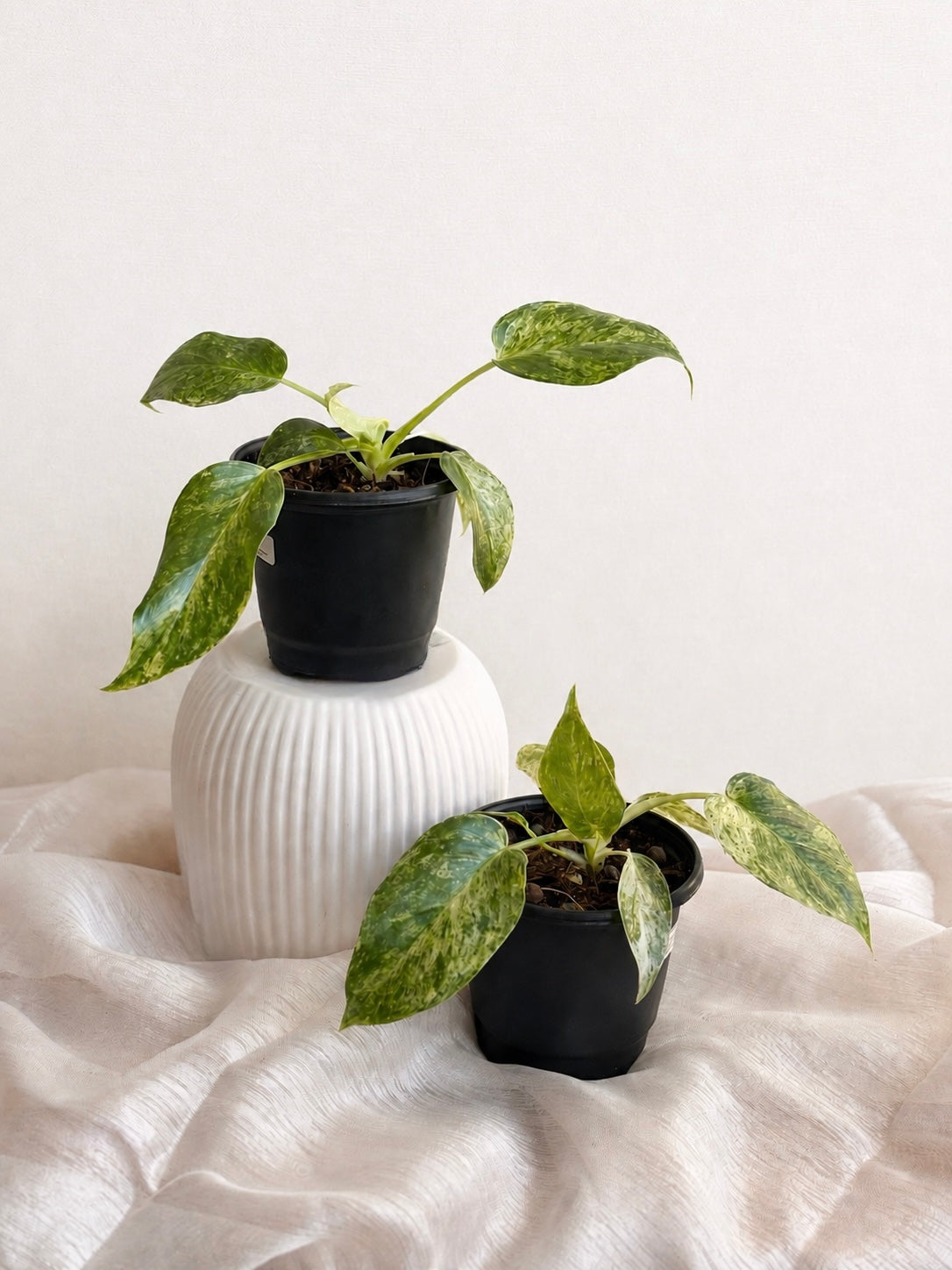 Philodendron Giganteum Blizzard