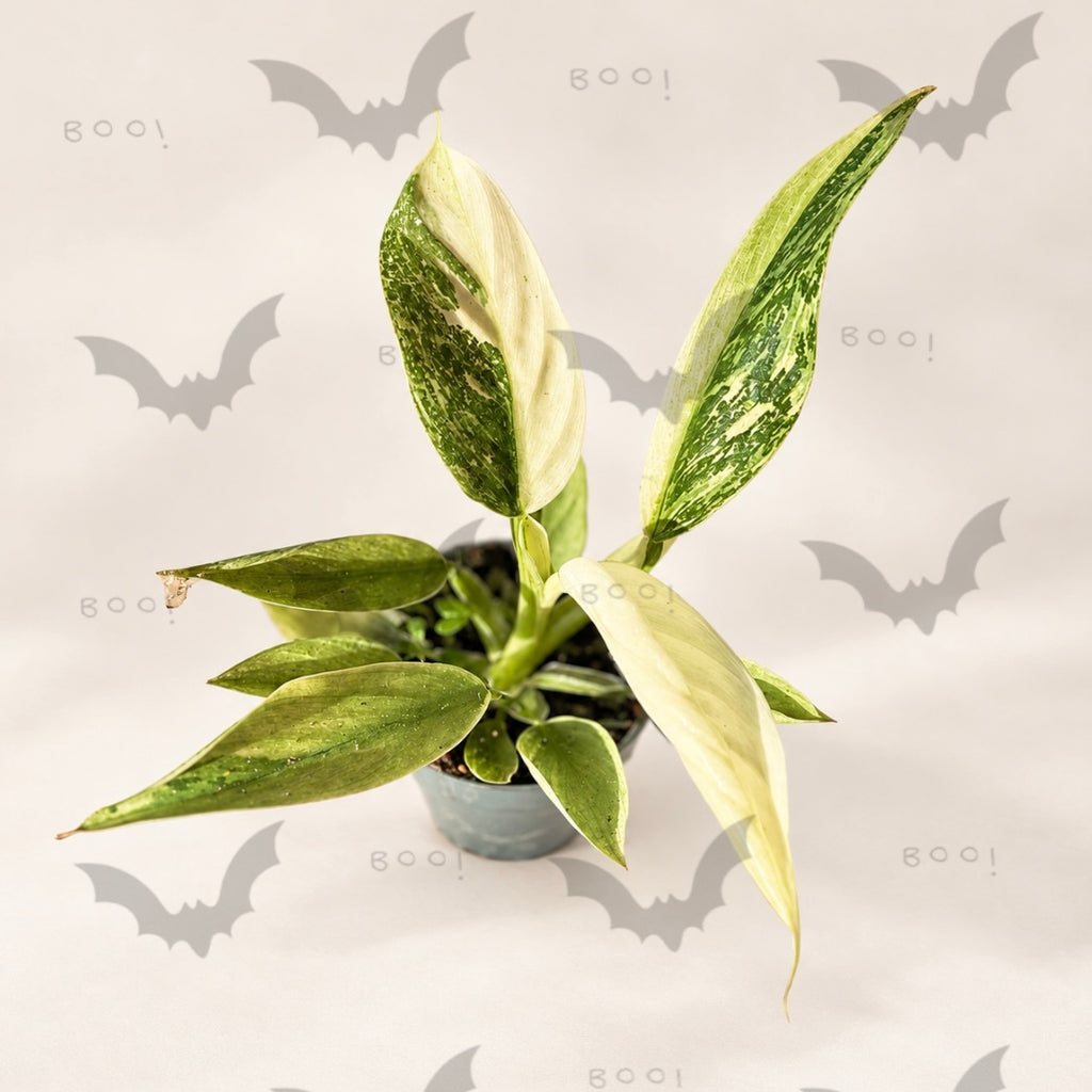 Philodendron Jose Buono