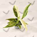 Philodendron Jose Buono