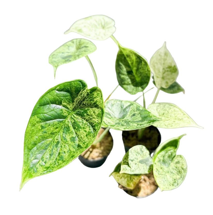 Alocasia Dragon Scale Mint variegata