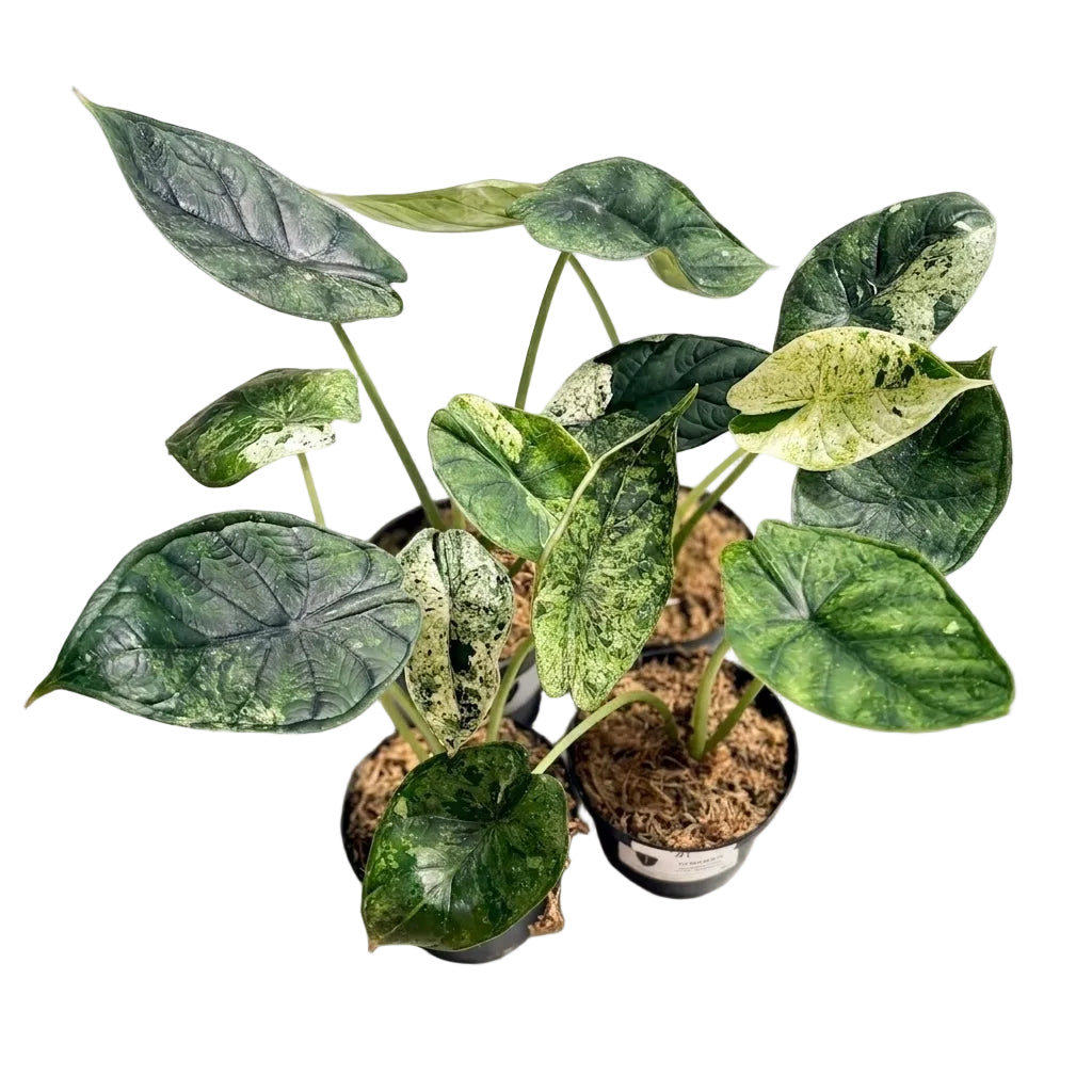 Alocasia Dragon Scale Mint variegata