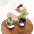 Alocasia Polly Pink Mint