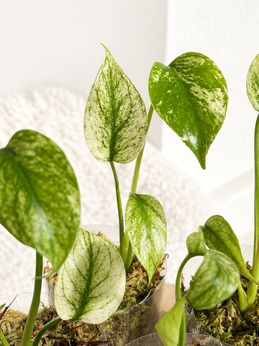 Monstera White Monster