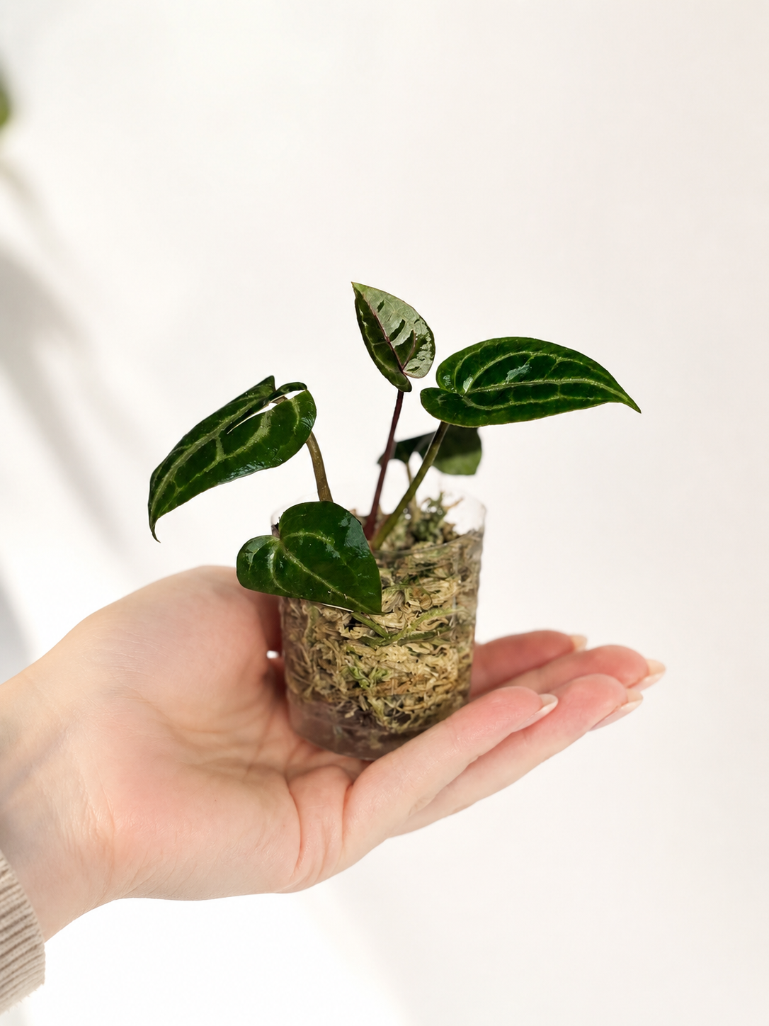Anthurium Wonderboy x Michelle
