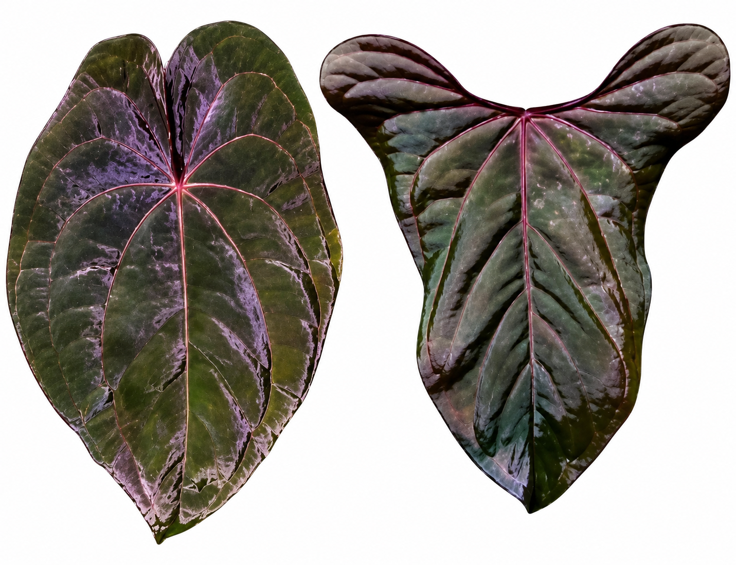 Anthurium (RV x DP) x (RV x DSH)