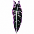 Alocasia Longiloba Purple (Rhizom)