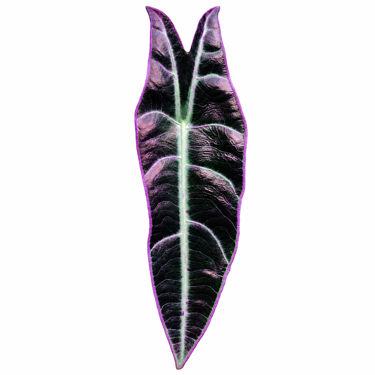 Alocasia Longiloba Purple (Rhizom)