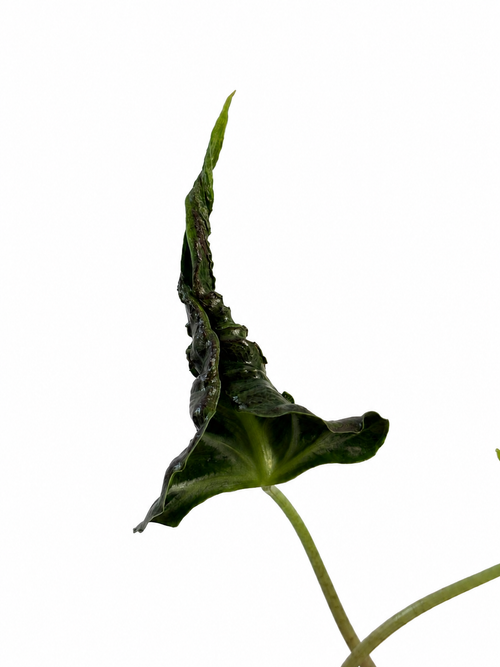 Alocasia Loco