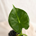 Alocasia London Eye | Frydek Round