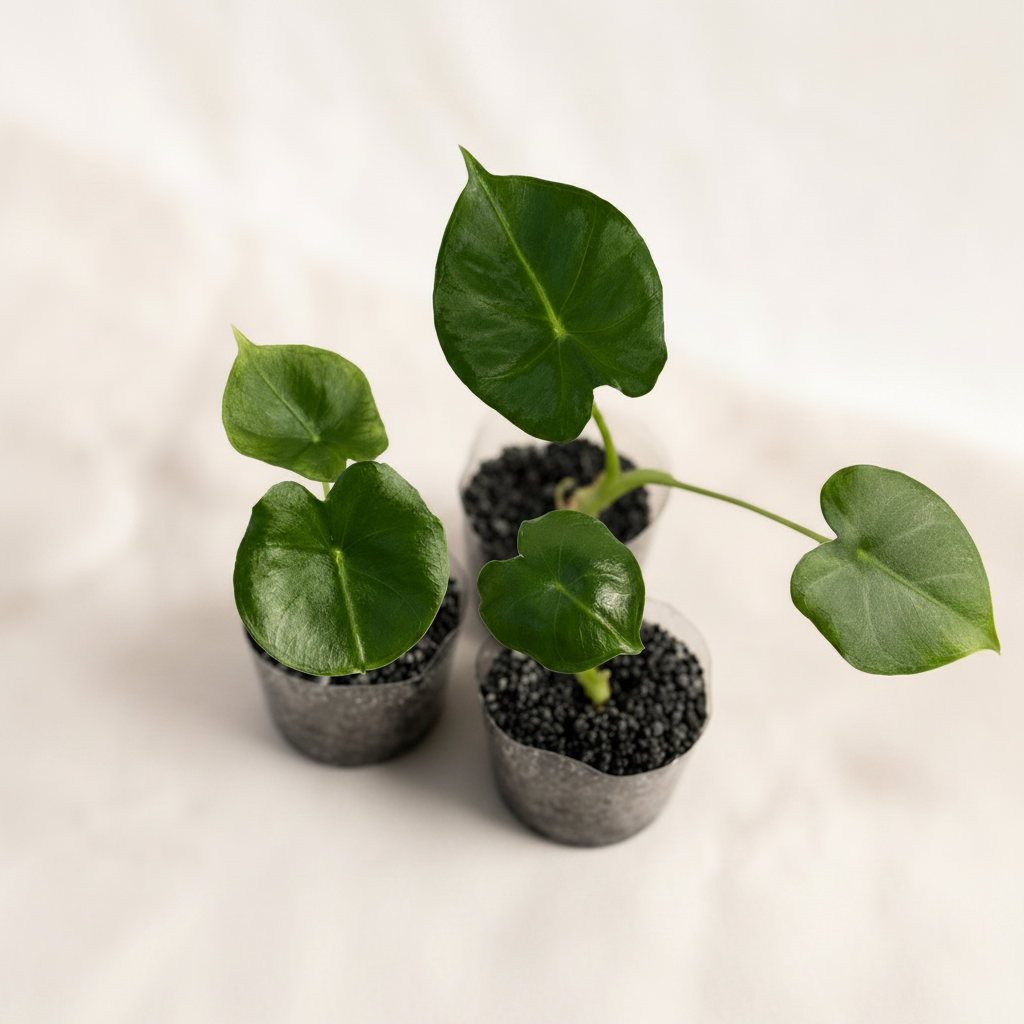 Alocasia London Eye | Frydek Round