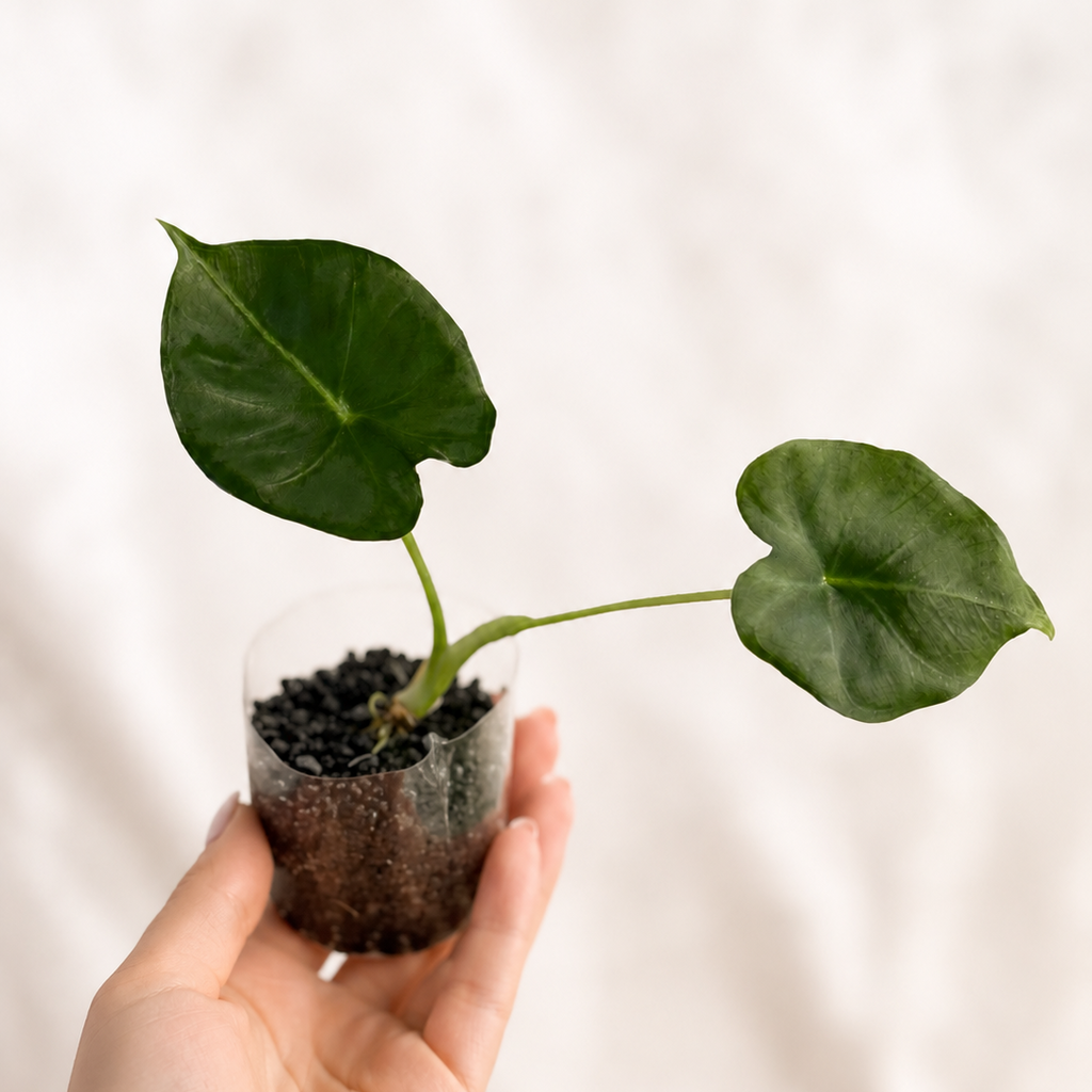Alocasia London Eye | Frydek Round