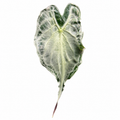 Alocasia Venom