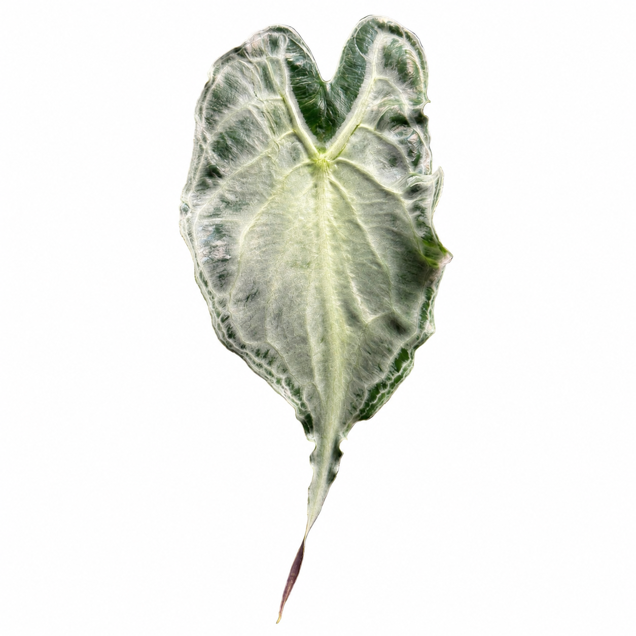 Alocasia Venom