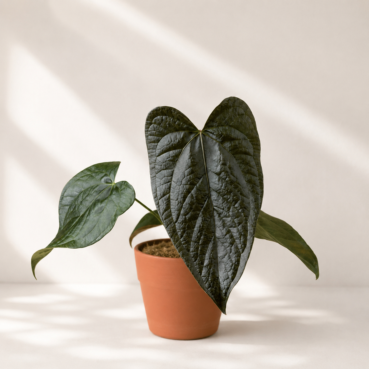 Anthurium Queen of Hearts