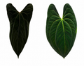 Anthurium FS x DP