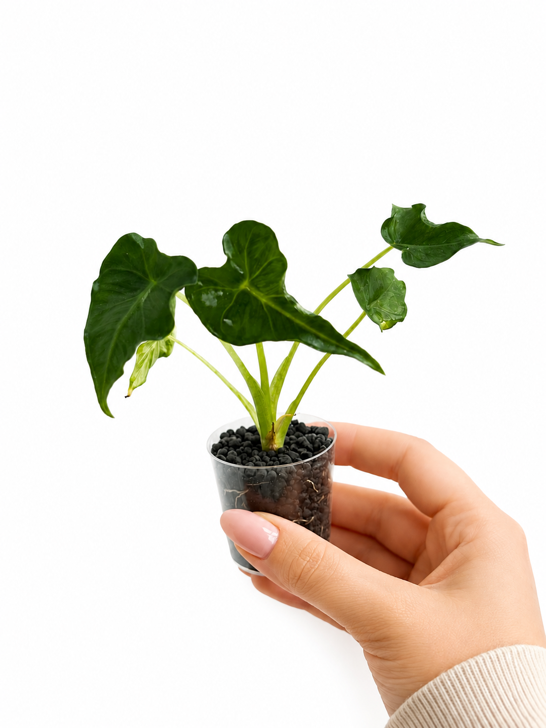 Alocasia Frydek Tattoo