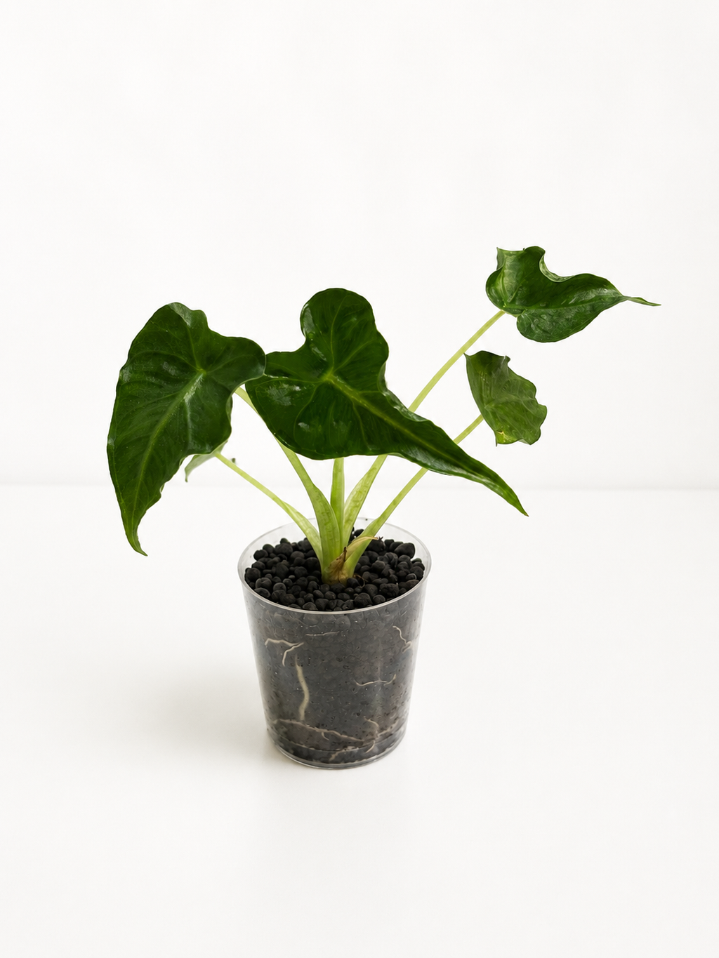 Alocasia Frydek Tattoo