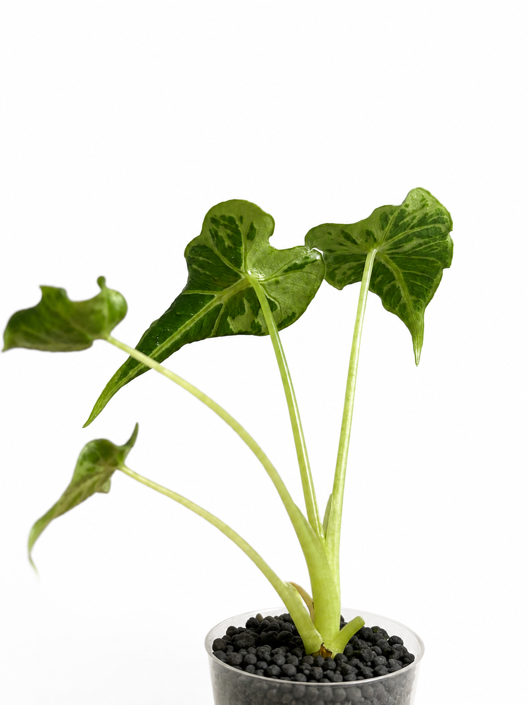 Alocasia Frydek Tattoo