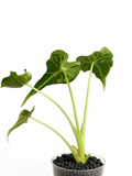 Alocasia Frydek Tattoo