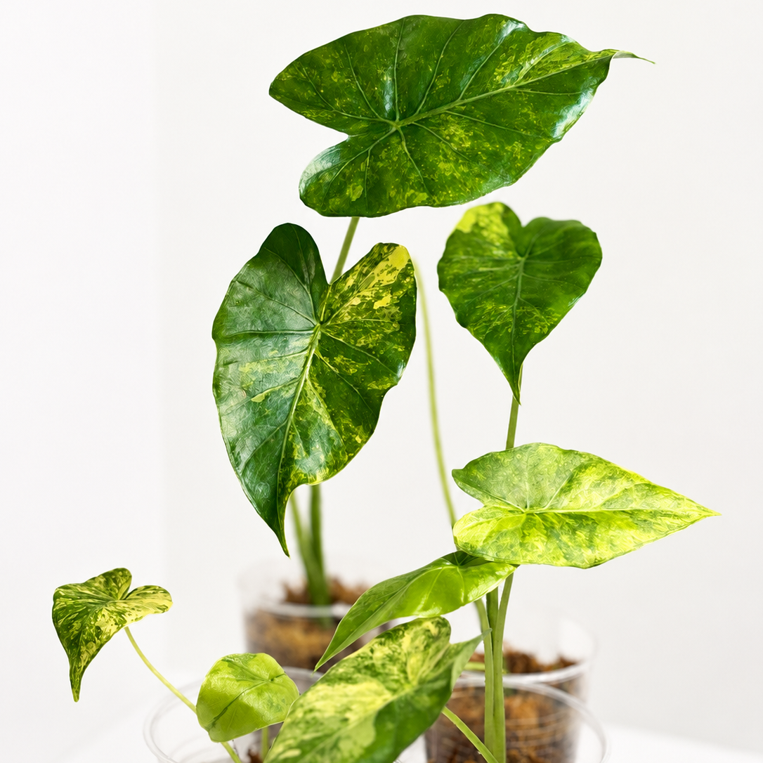 Alocasia Odora Aurea