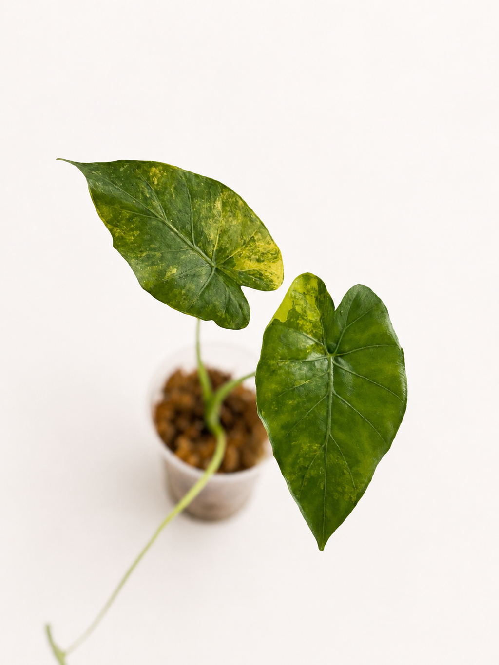 Alocasia Odora Aurea