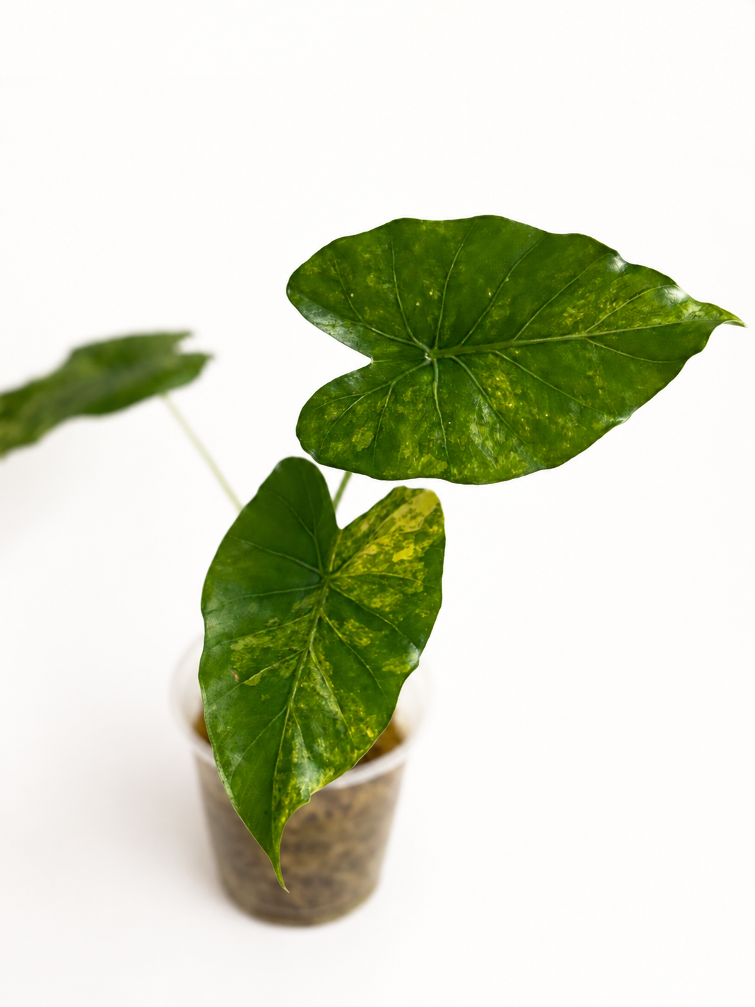 Alocasia Odora Aurea