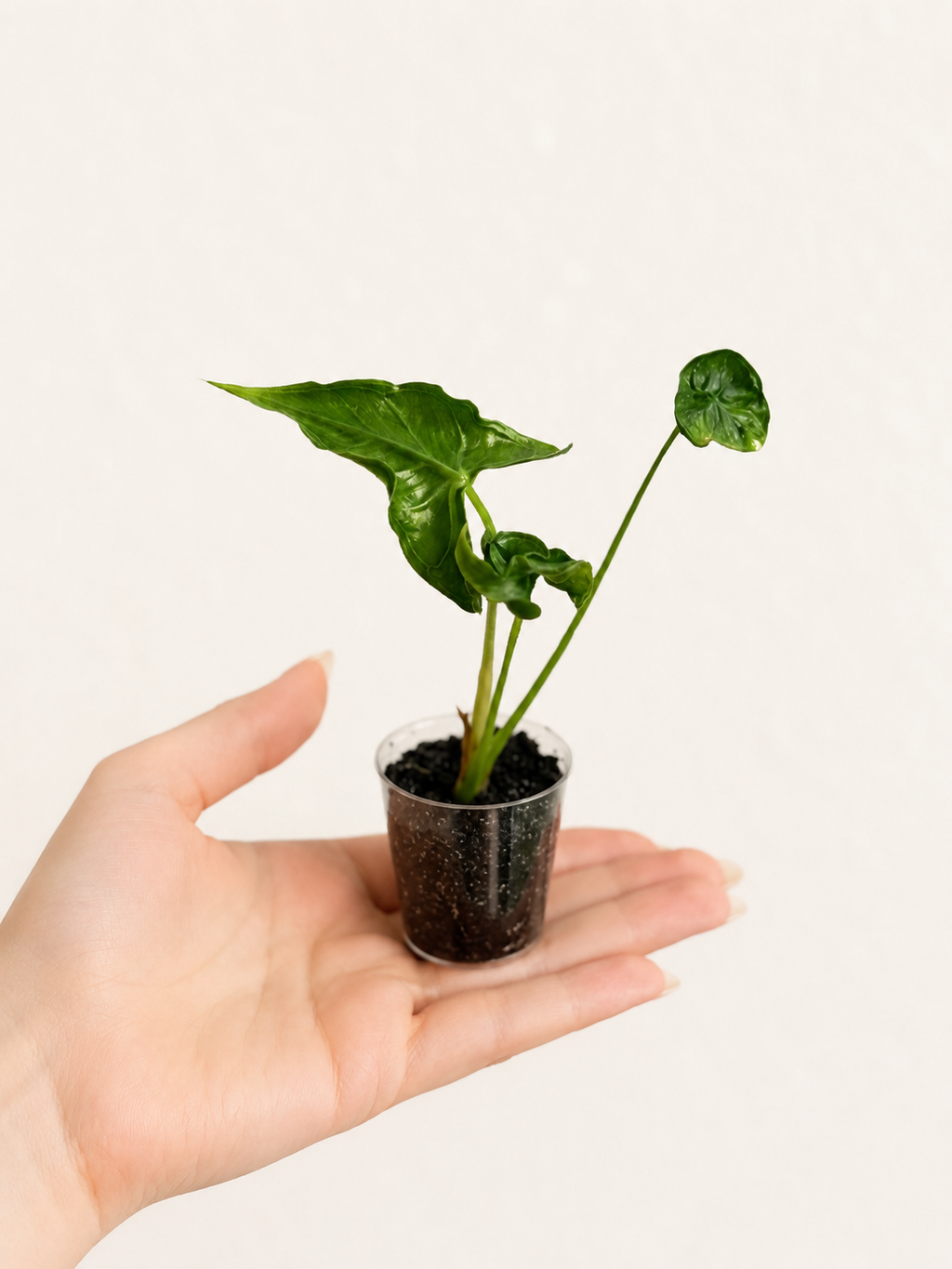 Alocasia Teletubbies