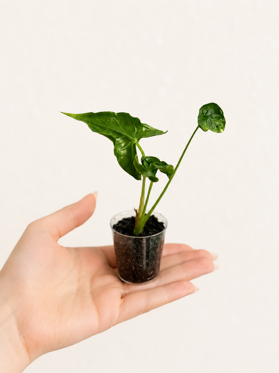 Alocasia Teletubbies