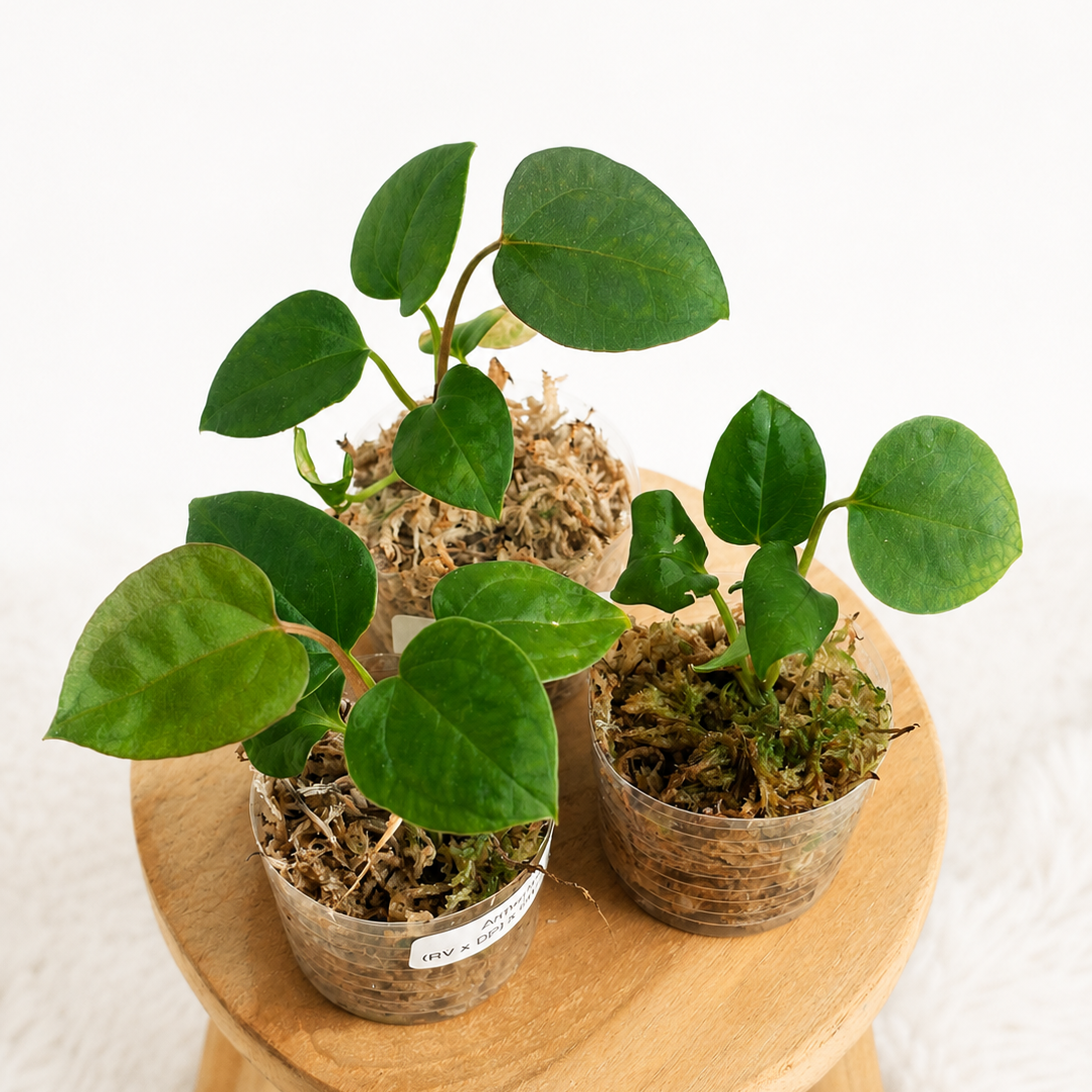 Anthurium (RV x DP) x (RV x DSH)