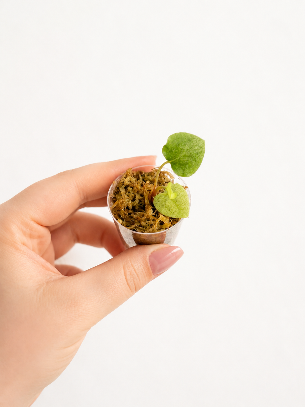 Anthurium Dark Phoenix Variegata