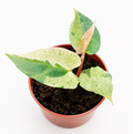 Anthurium Dark Phoenix Variegata