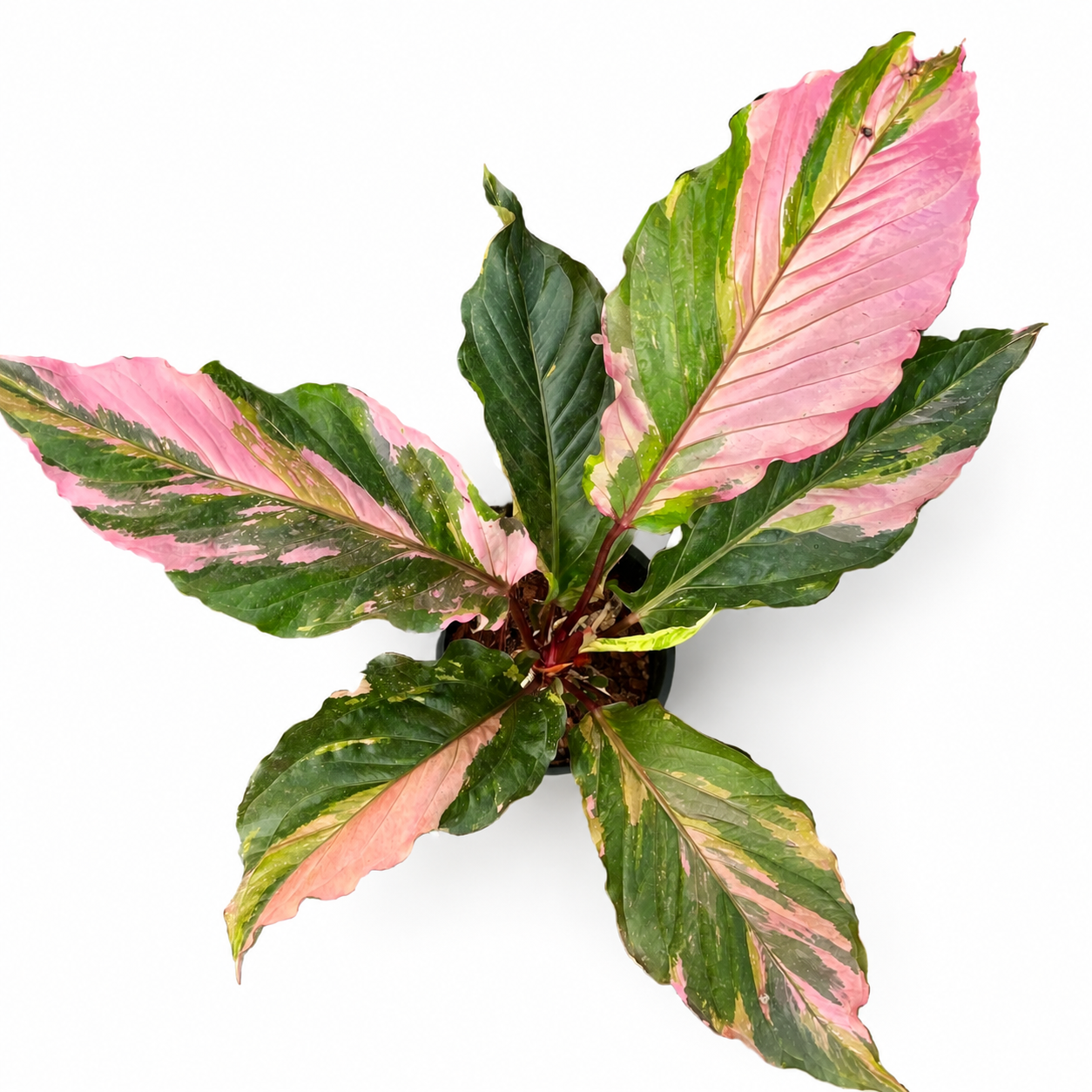 Anthurium Hookeri Pink Variegata