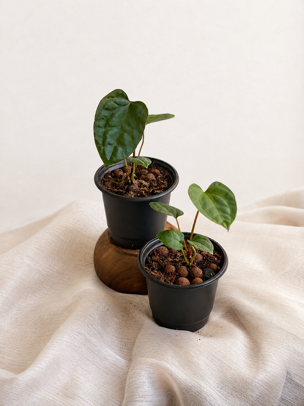 Anthurium (RV x DP) x (RV x DSH)