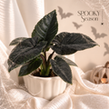 Alocasia Antoro Velvet