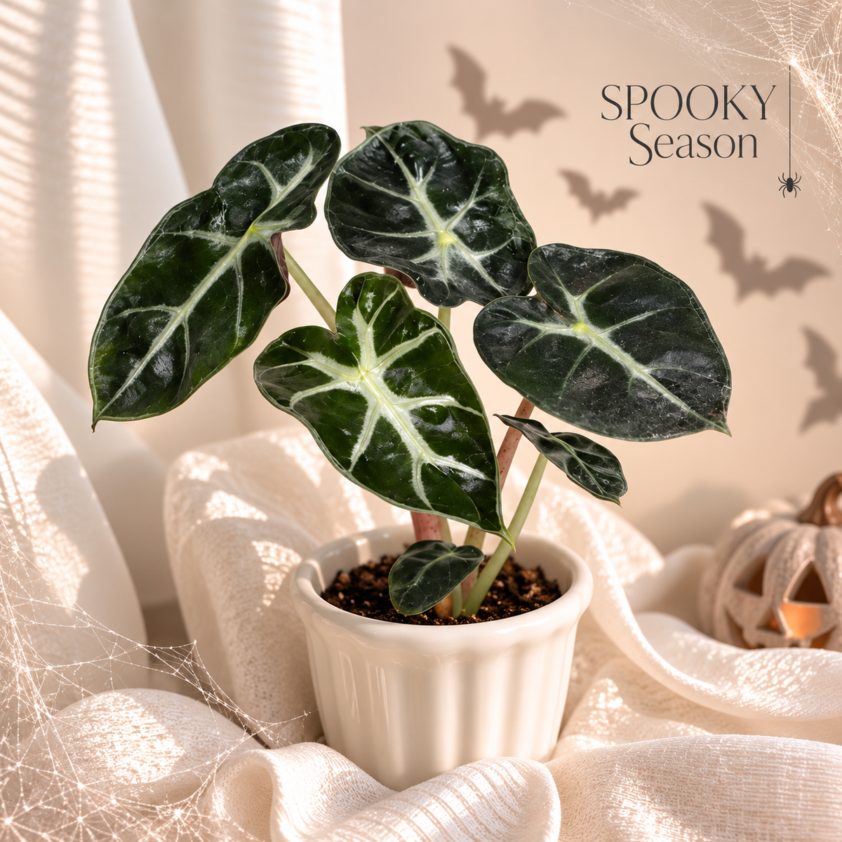 Alocasia Balloon Heart