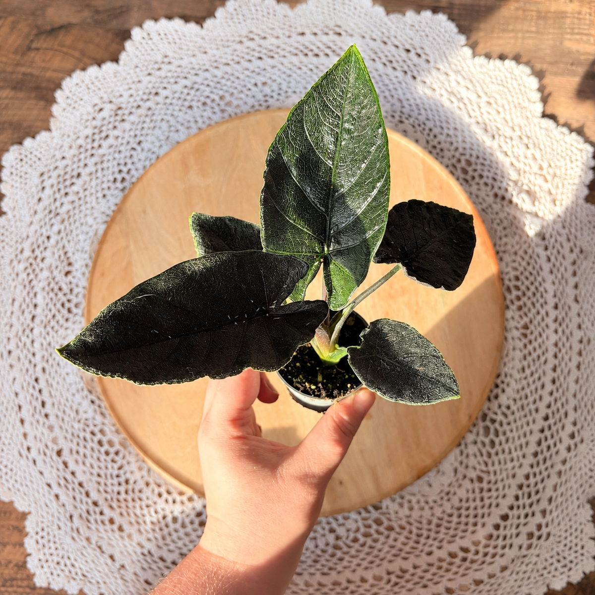 Alocasia Antoro Velvet